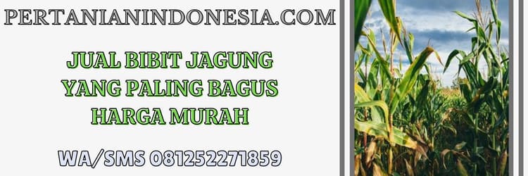 jual,jual bibit,jual bibit jagung,jual bibit jagung yang paling bagus,pertanian indonesia